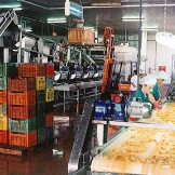 apricots-apples-peaches-processing-factory